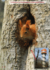 Postkarte Nr. 170  - Eichhörnchen am Baumkronenpfad
